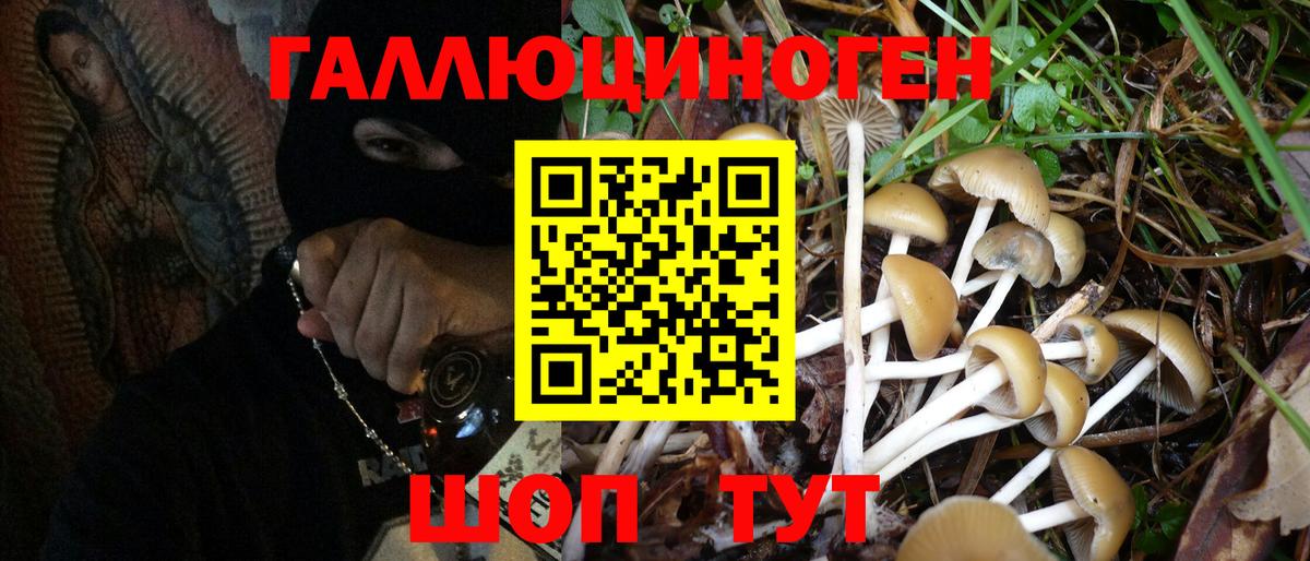 Северск  Галлюциногенные грибы Psilocybine cubensis  Вход с VPN 